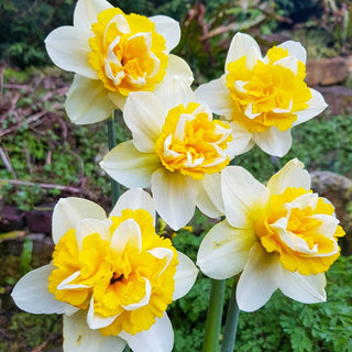 Banana Split Daffodil