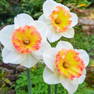 Pink Sparkler Daffodil