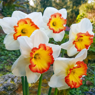 Pink Bomb Daffodil