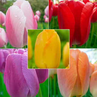 Wow Pride Perennial Tulip Collection