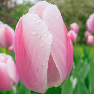 Wow Pride Perennial Tulip Collection