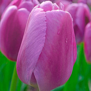 Wow Pride Perennial Tulip Collection