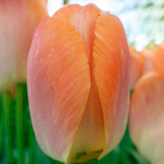 Wow Pride Perennial Tulip Collection