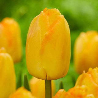 Wow Pride Perennial Tulip Collection