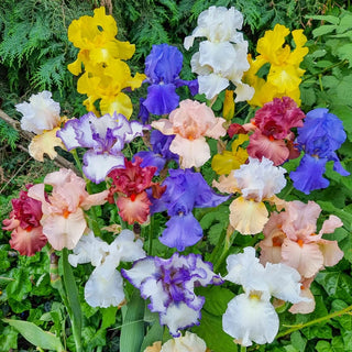 Iris Bulbs & Rhizomes