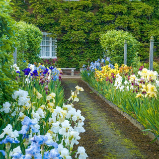 Reblooming Tall Bearded Iris Mixture