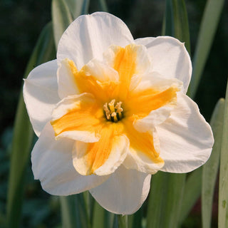 Butterfly Daffodil Collection