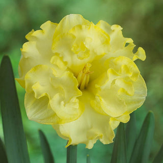 Butterfly Daffodil Collection