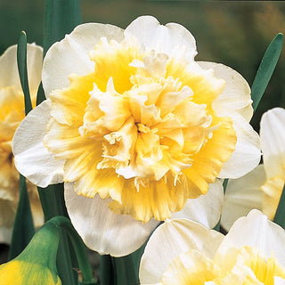 Deluxe Double Daffodil Collection