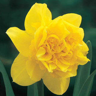 Deluxe Double Daffodil Collection