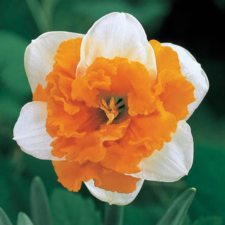 Deluxe Double Daffodil Collection