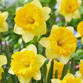 Beowulf Daffodil