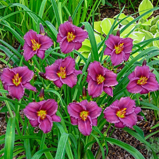 Purple De Oro Reblooming Daylily