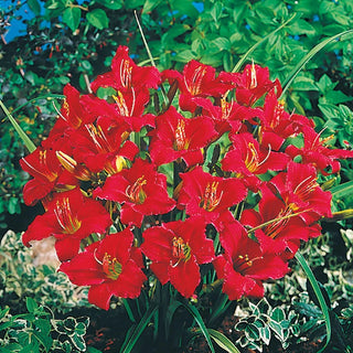 Little Business Reblooming Daylily