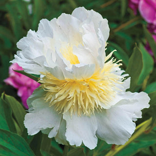 Top Brass Lifetime Peony