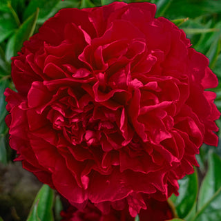 Felix Supreme Lifetime Peony