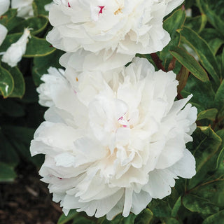 Festiva Maxima Lifetime Peony