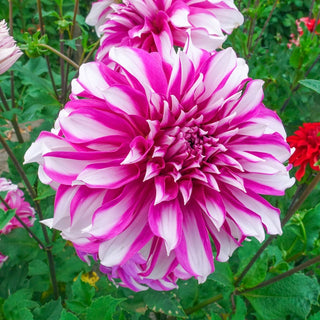 Radegast Dahlia