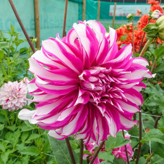 Radegast Dahlia