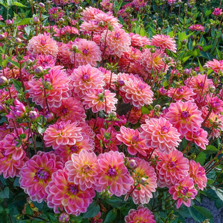 Pacific View Dahlia