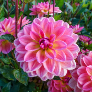 Pacific View Dahlia