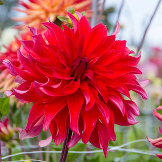 Red Labyrinth Dahlia