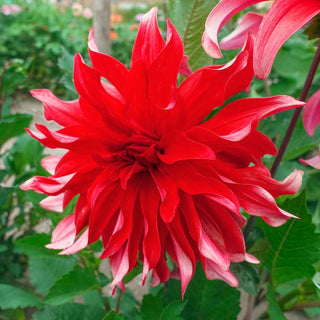 Red Labyrinth Dahlia