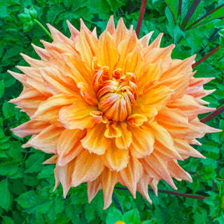 Ben Huston Dahlia