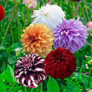 Beach Ball Dahlias