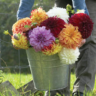 Beach Ball Dahlia Mixture