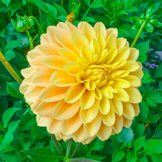 Bocherell Dahlia