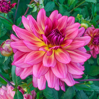 Bourbon Street Dahlia