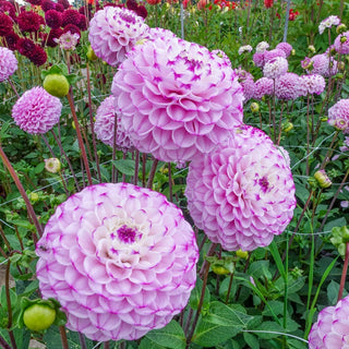 Genova Dahlia