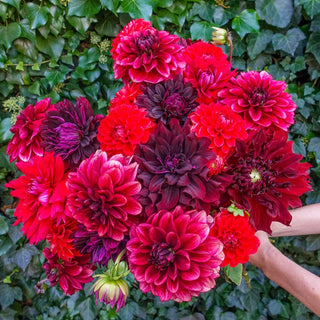 Stark Raving Red Dahlia Mixture