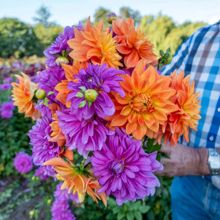 Splash Of Summer Dahlia Duet