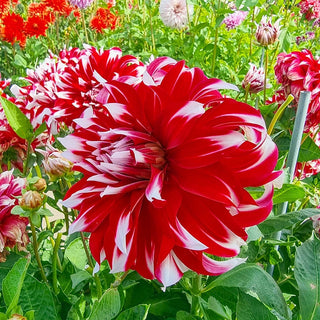 X Dahlia Factor