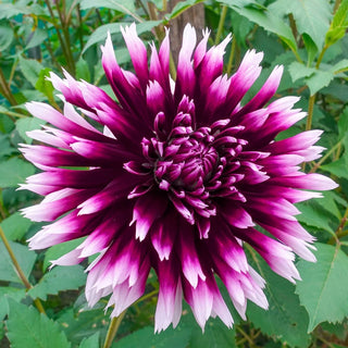 Alauna Clairobscur Dahlia