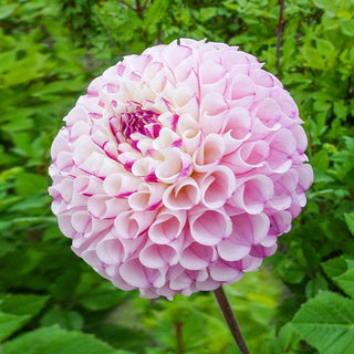 Chimacum Davi Dahlia