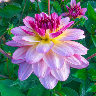 Zingaro Dahlia