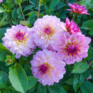 Zingaro Dahlia