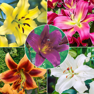 Classic Lily Tree Collection 69508