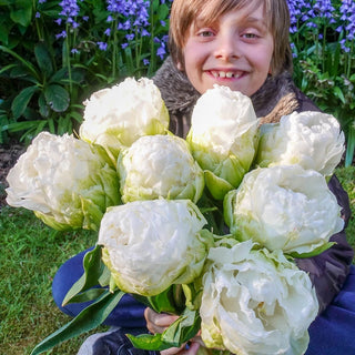 Whipped Cream Tulip