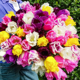 Fringed Tulip Mixture