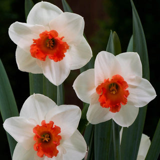 Cool Flame Daffodil