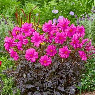 Lively Lavender Black Fernleaf Dahlia