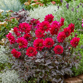 Magenta Black Fernleaf Dahlia