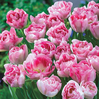 Peony Flowering Tulip Collection