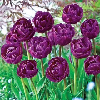 Peony Flowering Tulip Collection