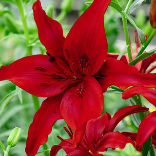 Red Highland Lily