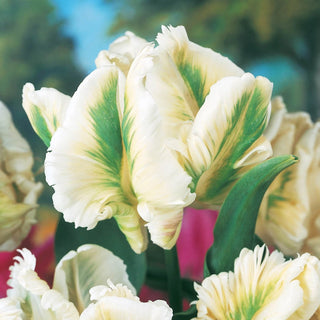 Super Parrot Tulip